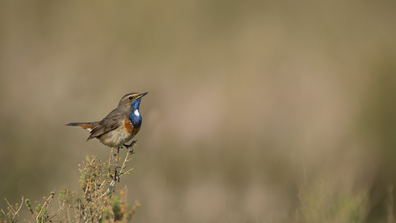 Un gorgebleue à miroir dans une zone humide de la Charente-Maritime