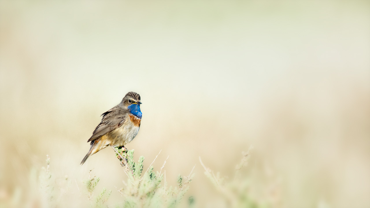 Un gorgebleue à miroir photographiée de manière artistique dans une zone humide de la Charente-Maritime