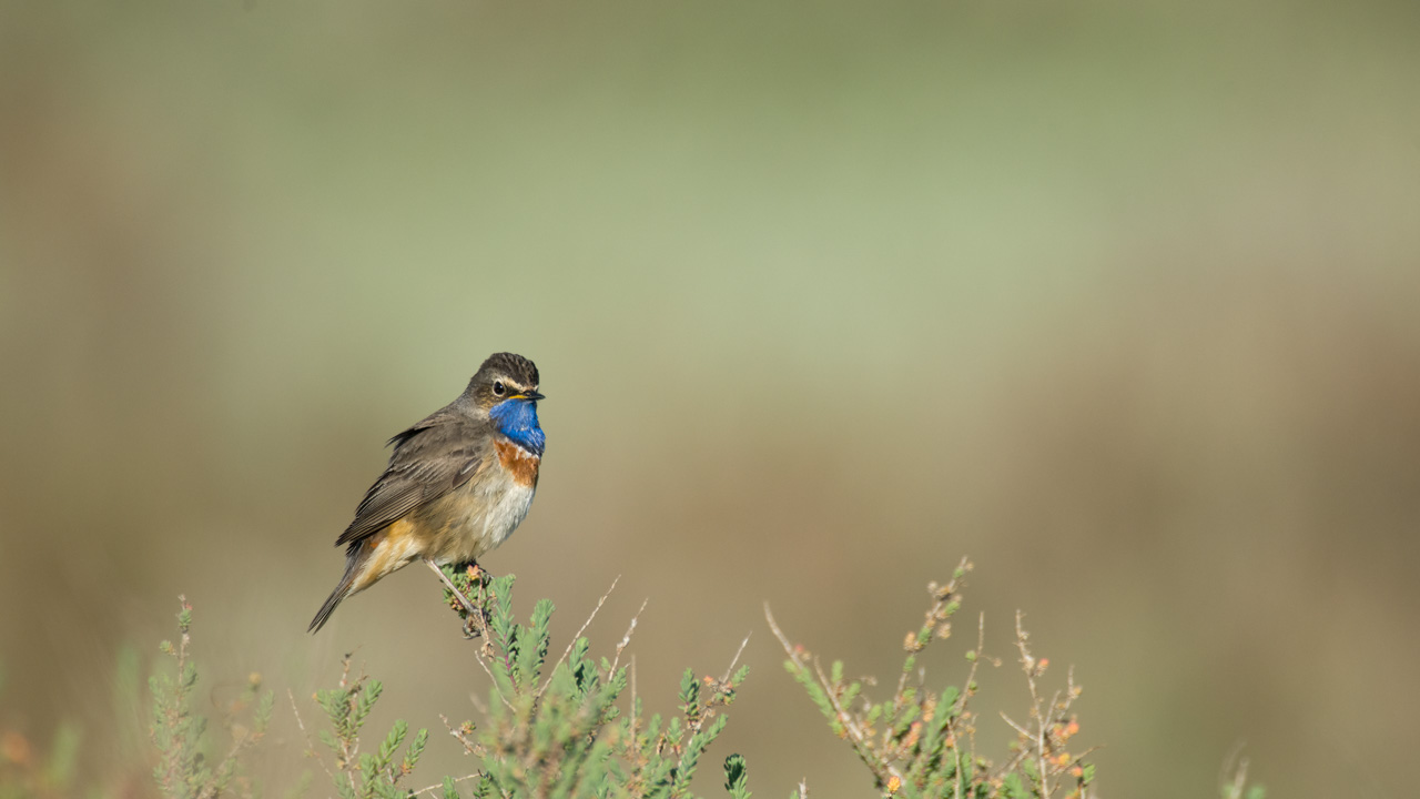 Un gorgebleue à miroir dans une zone humide de la Charente-Maritime