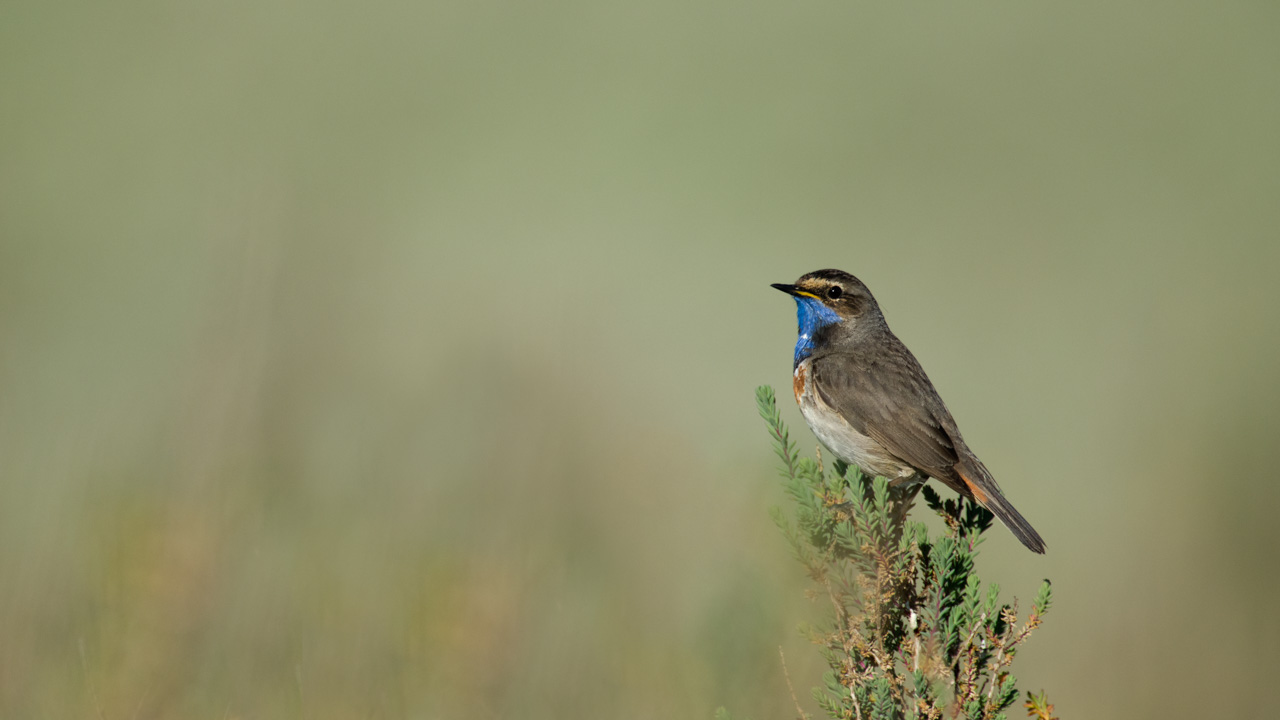 Un gorgebleue à miroir dans une zone humide de la Charente-Maritime