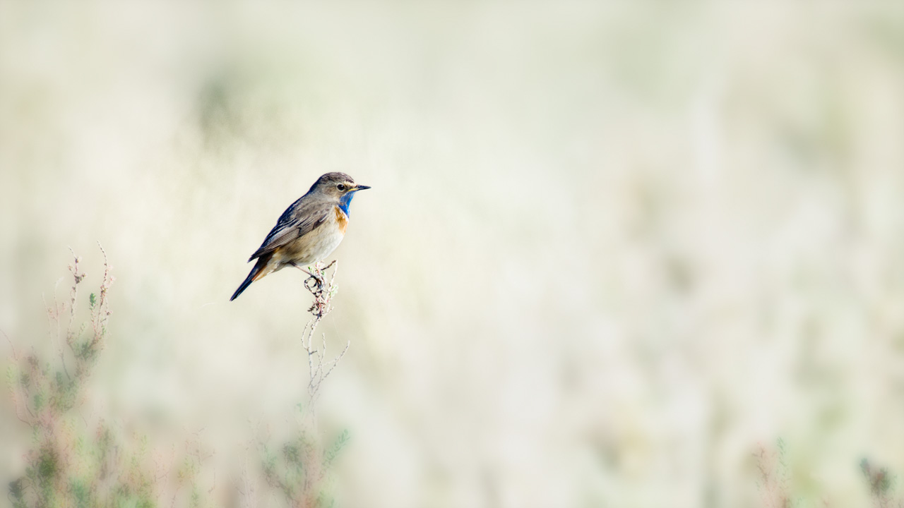 Un gorgebleue à miroir photographiée de manière artistique dans une zone humide de la Charente-Maritime