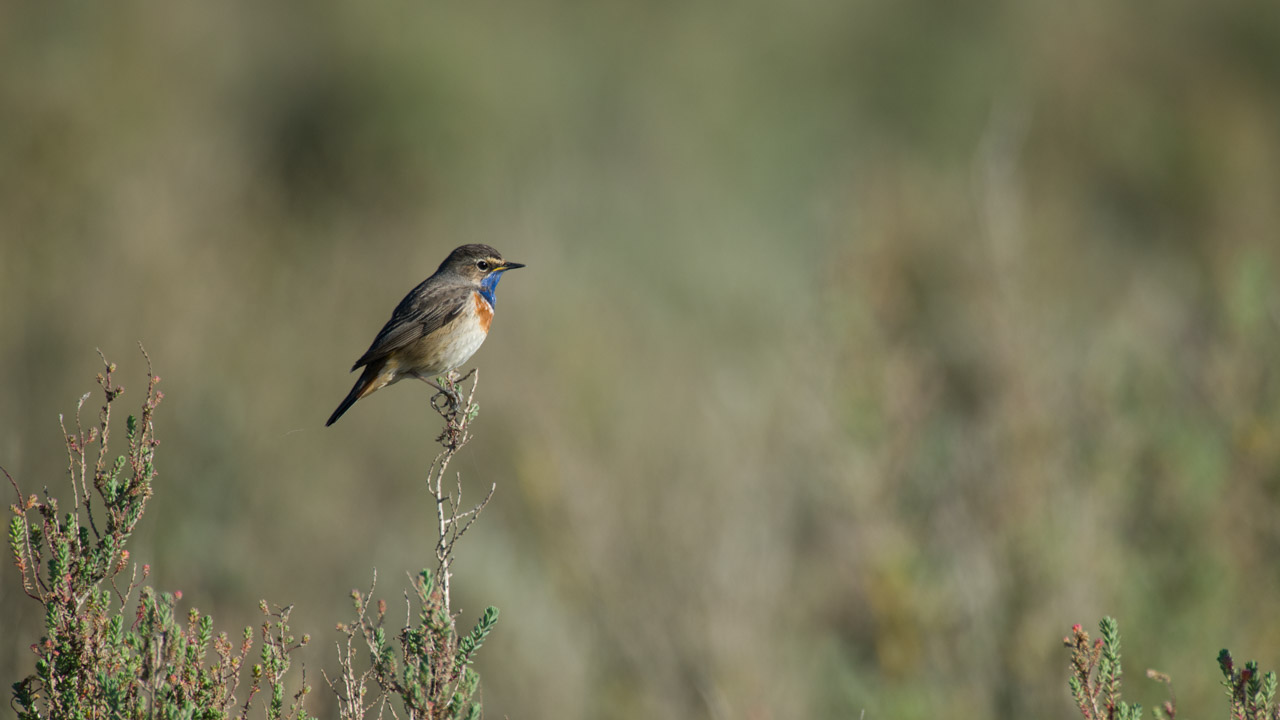 Un gorgebleue à miroir dans une zone humide de la Charente-Maritime