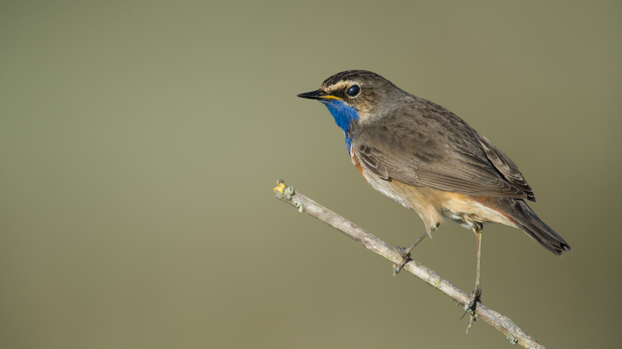 Un gorgebleue à miroir dans une zone humide de la Charente-Maritime