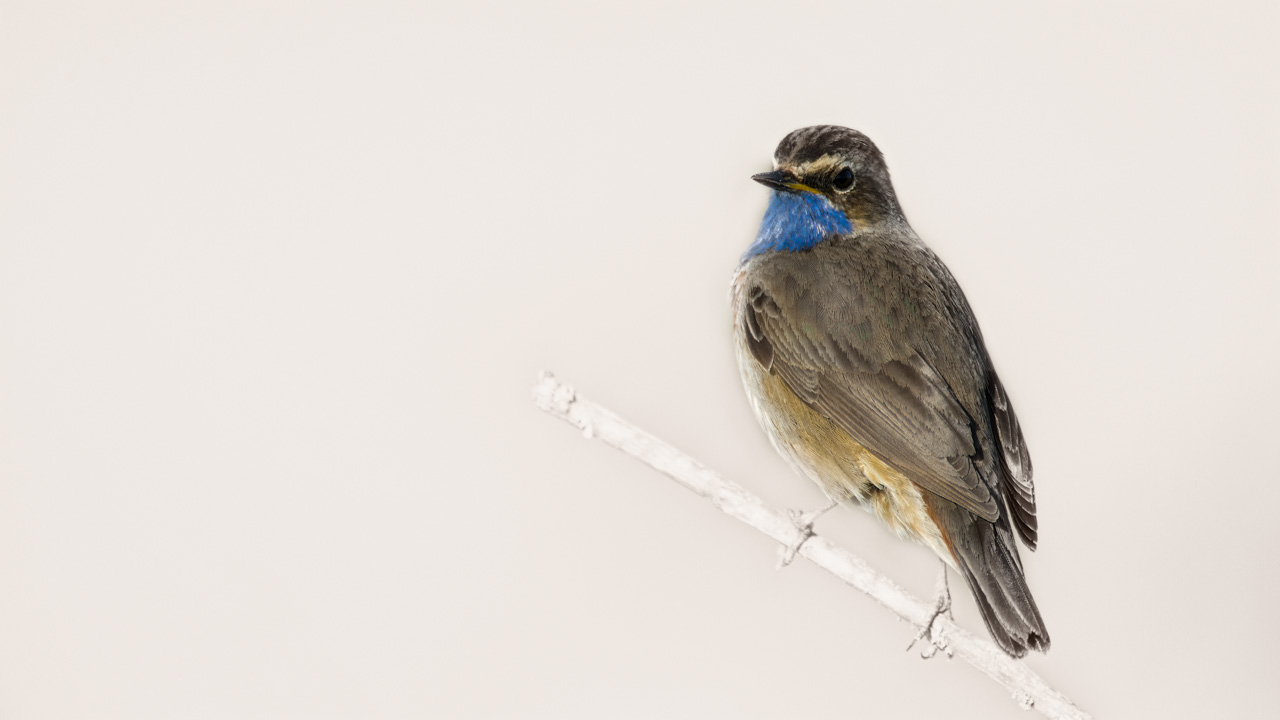 Un gorgebleue à miroir photographiée de manière artistique dans une zone humide de la Charente-Maritime