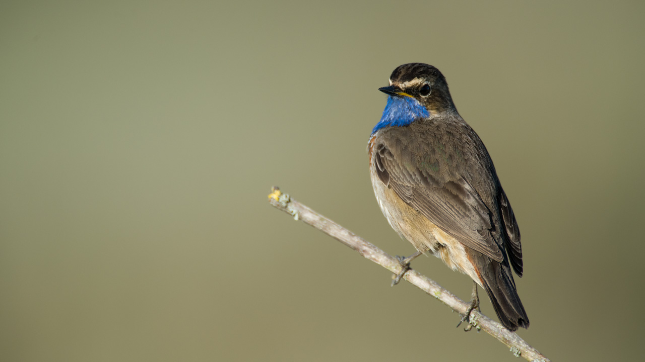 Un gorgebleue à miroir dans une zone humide de la Charente-Maritime