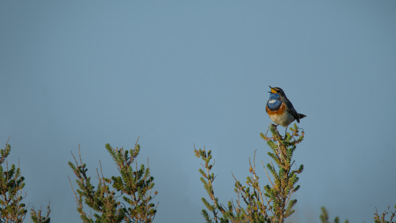 Un gorgebleue à miroir en train de chanter dans une zone humide de la Charente-Maritime