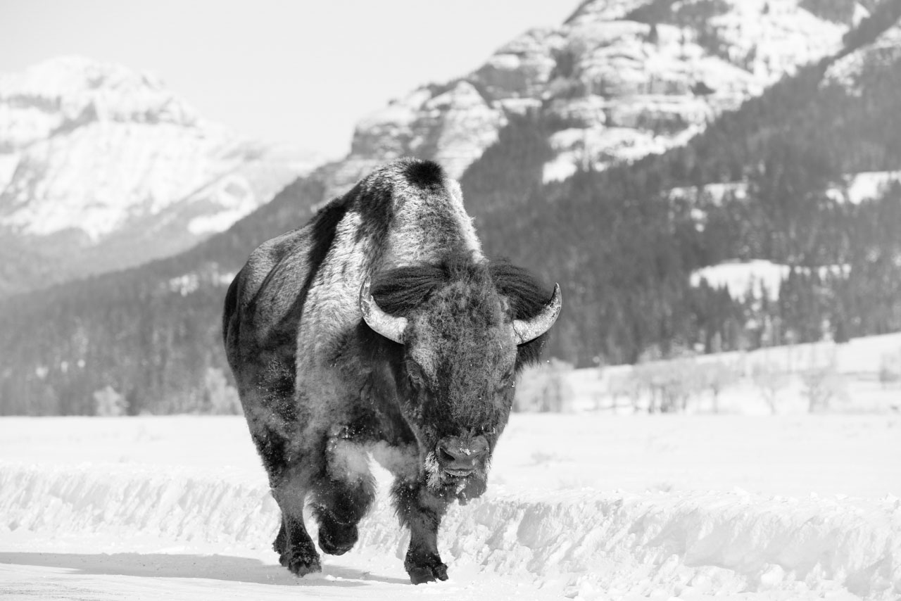 Bison in ine the snow in black and white in Yellowstone. Amar Guillen, photographer.