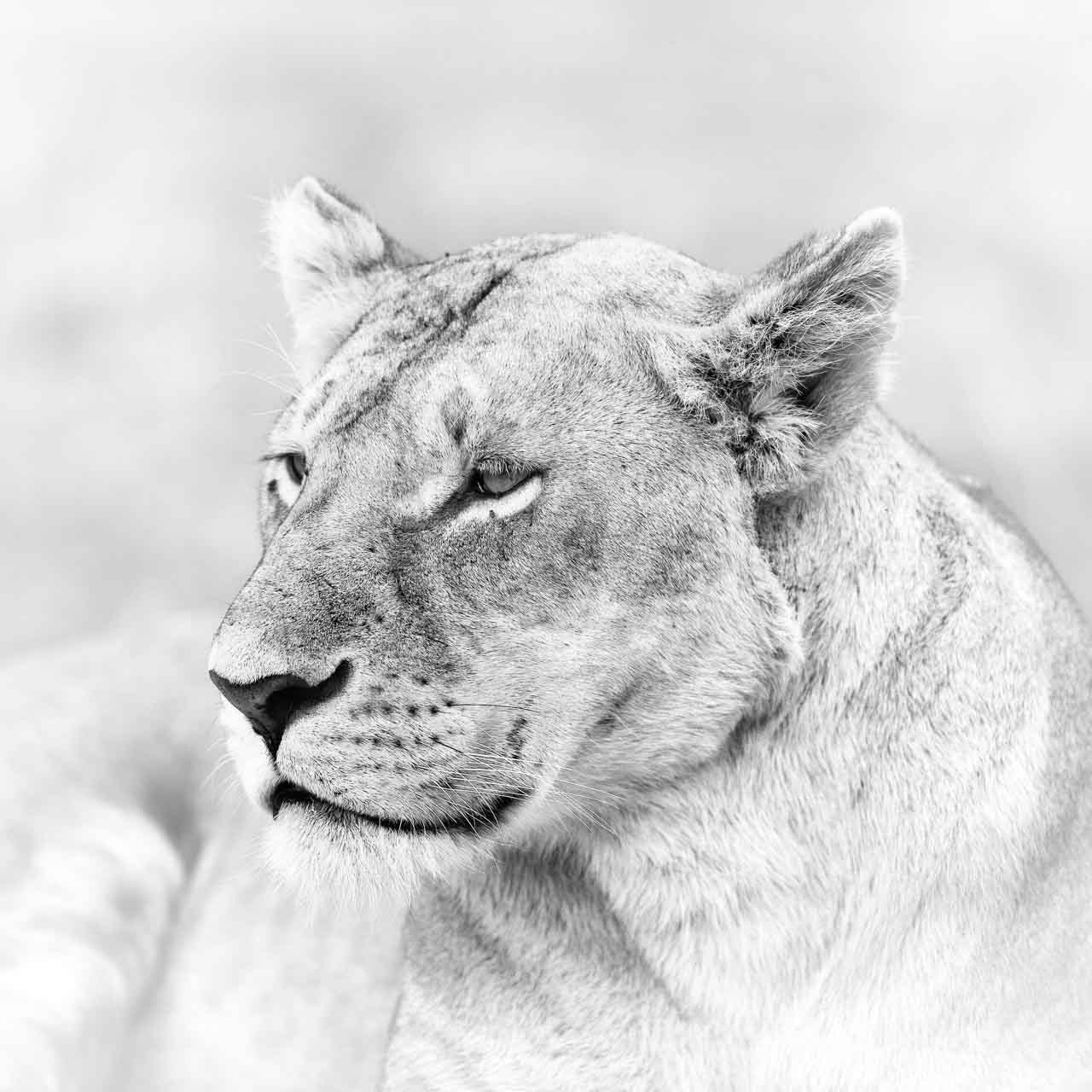 Lioness in black and white in Kenya. Amar Guillen, photographer.