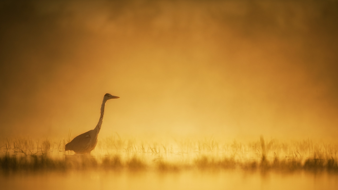 Grey heron in a pond in the mist in Dombes in France. Photo by Amar Guillen, photographer.