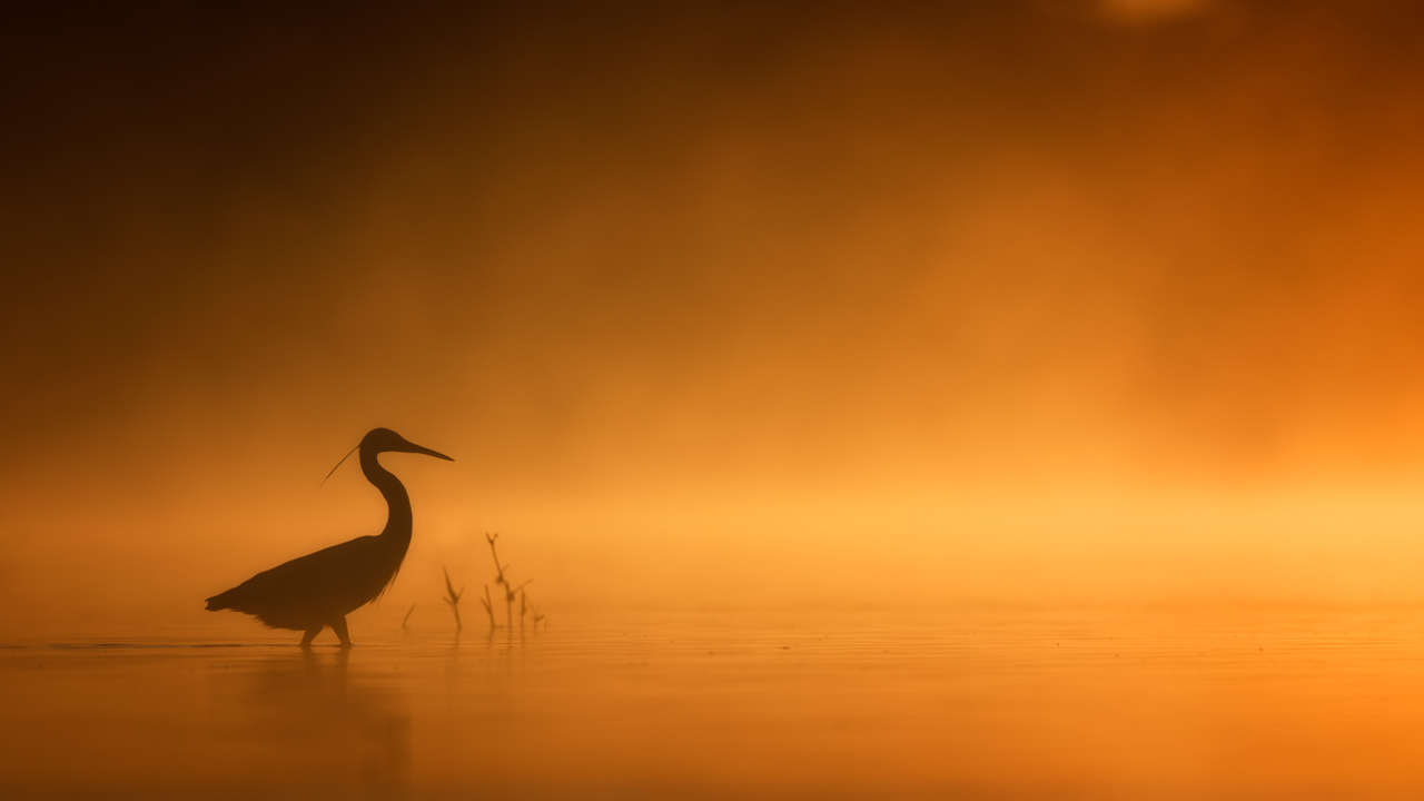 Moody morning in a wetland: great egret walking in a pond in Dombes. Amar Guillen, Photographer.