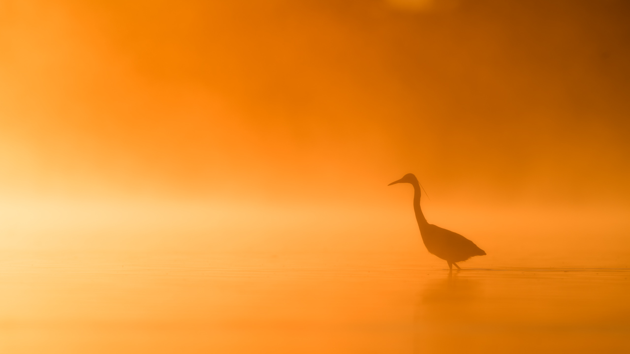 Great egret in a pond in the mist in Dombes in France. Photo by Amar Guillen, photographer.