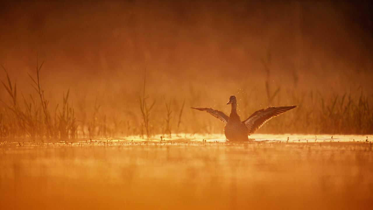 Common pochard duck in a pond in the mist in Dombes in France. Photo by Amar Guillen, photographer.