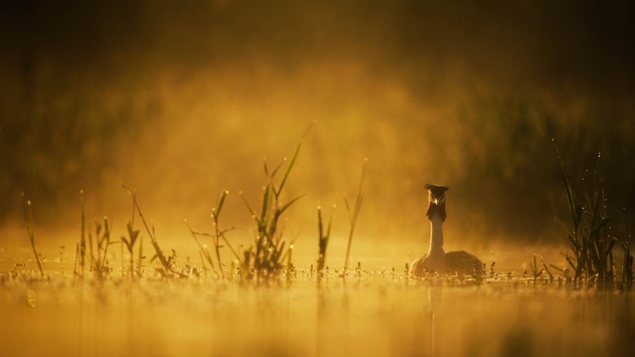 Great crested grebe in a pond in the mist in Dombes in France. Photo by Amar Guillen, photographer.