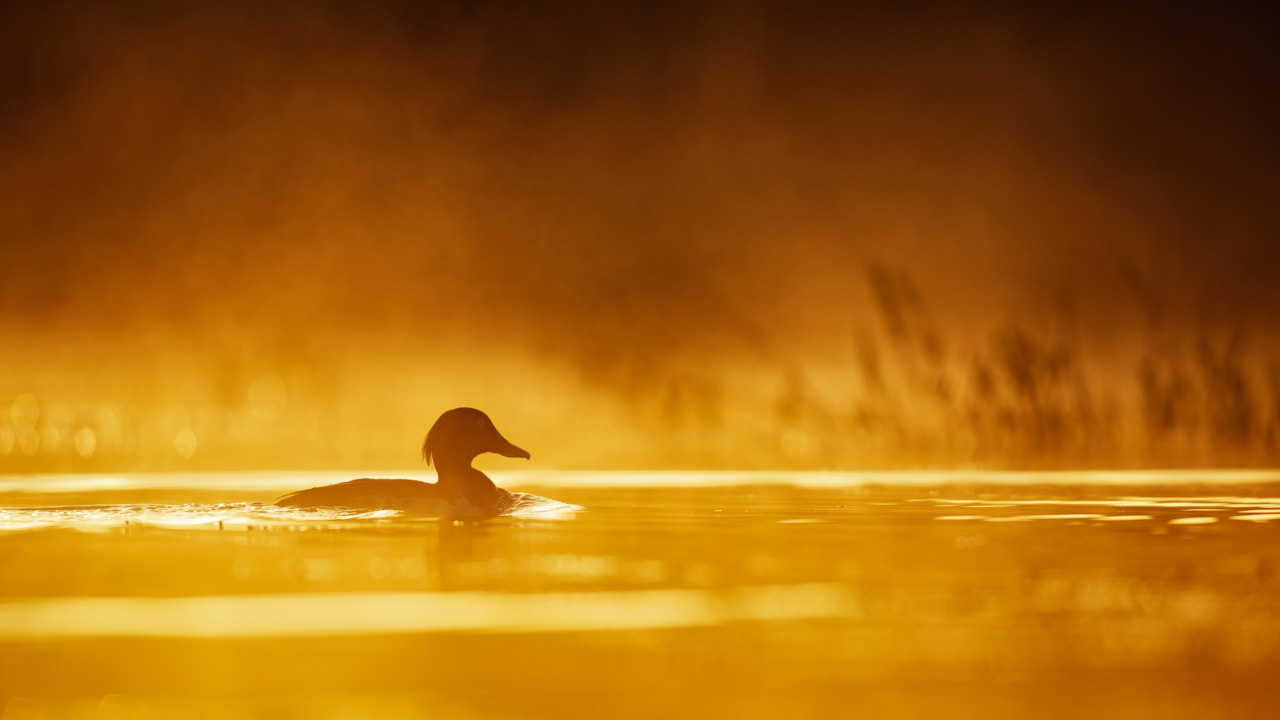 Tufted duck in a pond in the mist in Dombes in France. Photo by Amar Guillen, photographer.