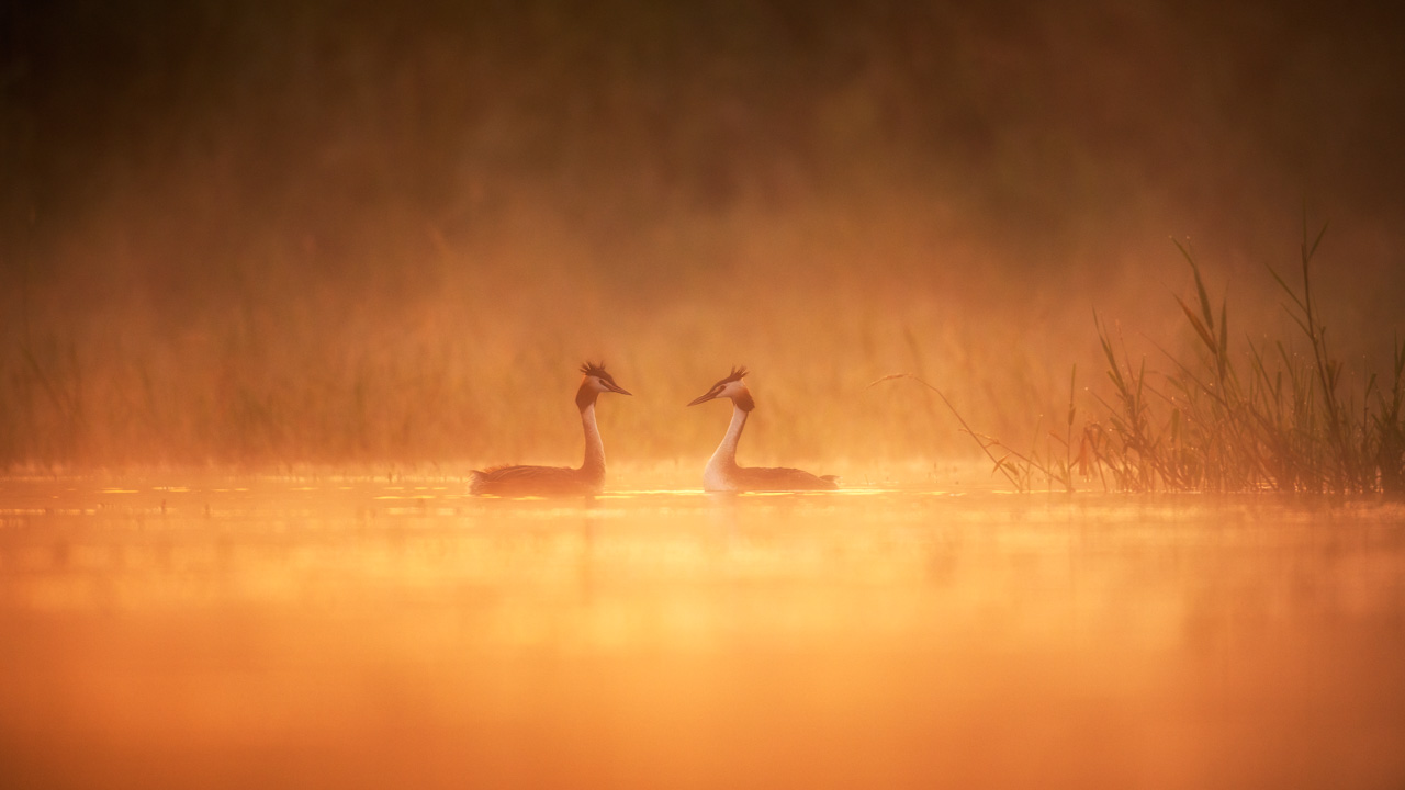 Mating ritual between two great crested grebes in a pond in the mist in Dombes in France. Photo by Amar Guillen, photographer.