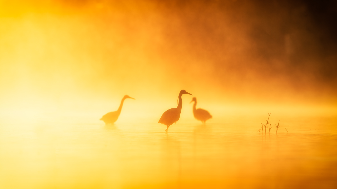 Great egret in a pond in the mist in Dombes in France. Photo by Amar Guillen, photographer.