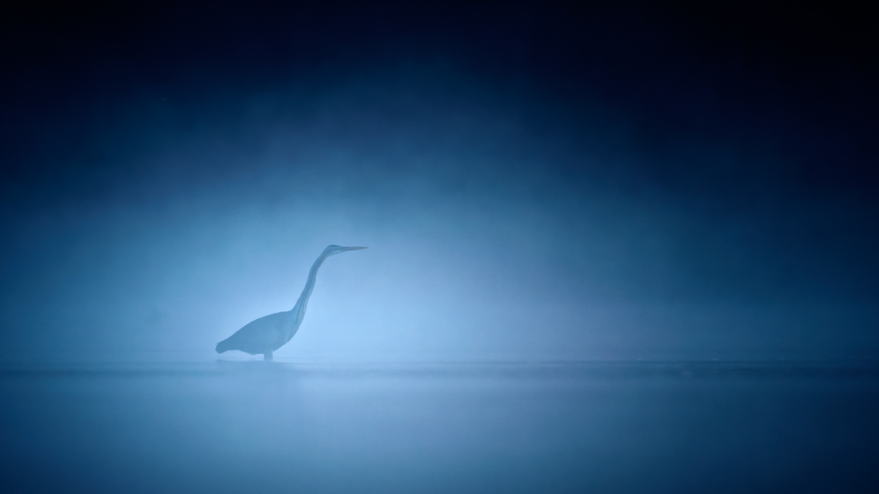 Purple heron in a pond in the mist in Dombes in France. Photo by Amar Guillen, photographer.