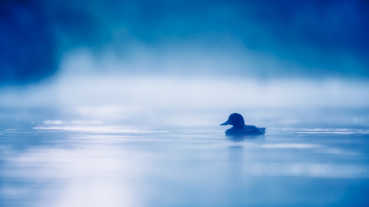 Tufted duck in a pond in the mist in Dombes in France. Photo by Amar Guillen, photographer.
