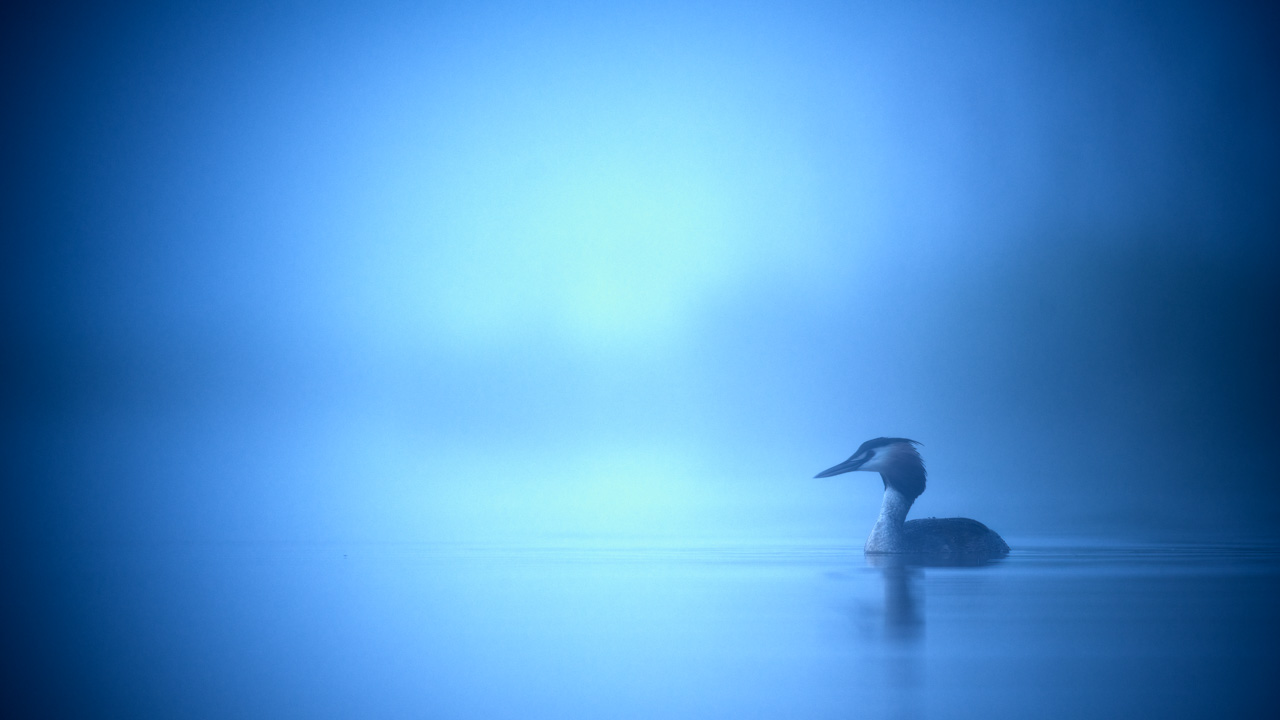 Great crested grebe in a pond in the mist in Dombes in France. Photo by Amar Guillen, photographer.
