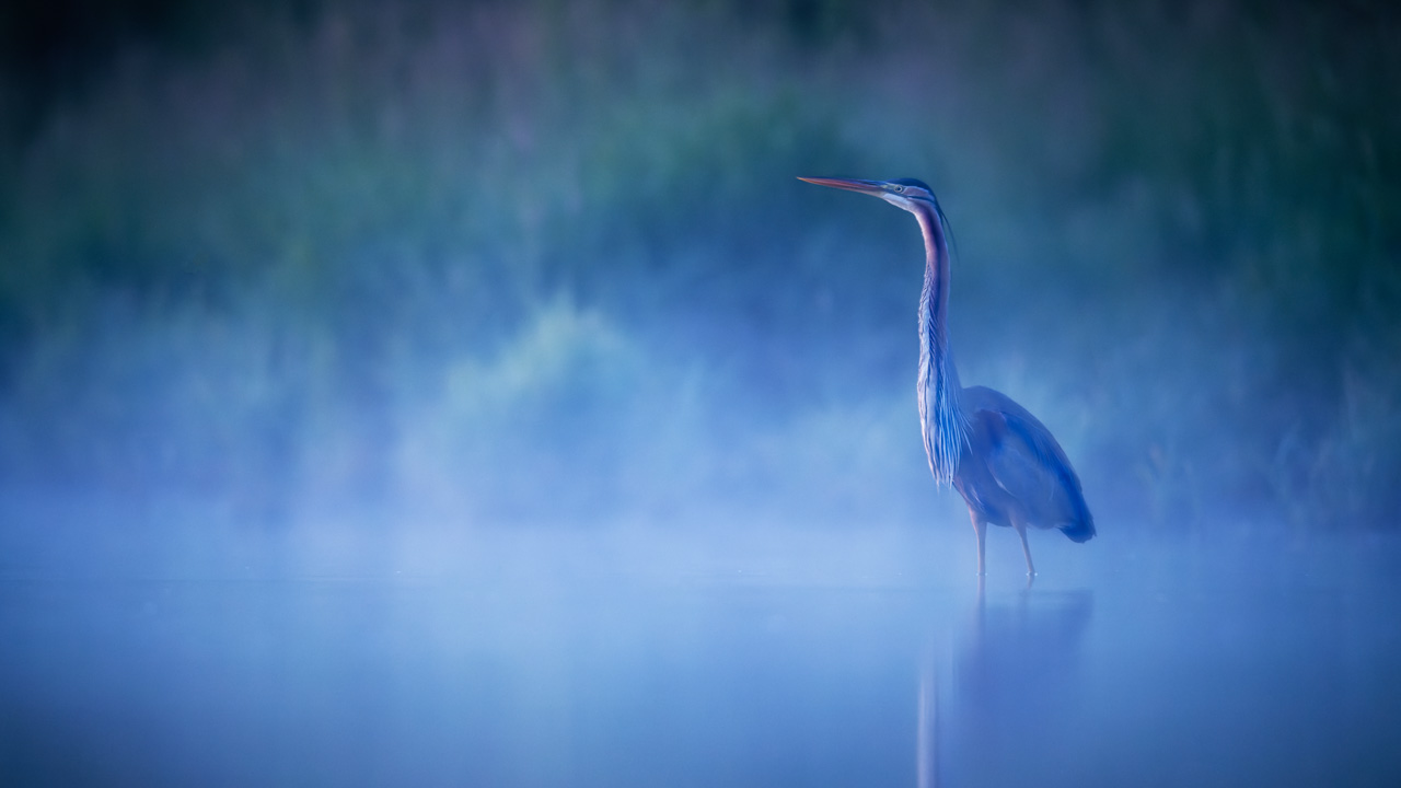 Purple heron in a pond in the mist in Dombes in France. Photo by Amar Guillen, photographer.