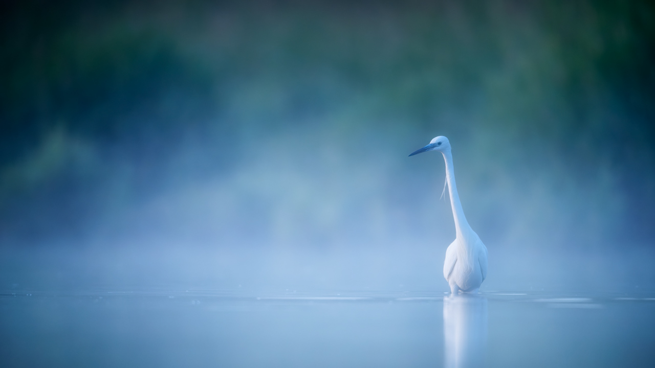 Little egret in a pond in the mist in Dombes in France. Photo by Amar Guillen, photographer.
