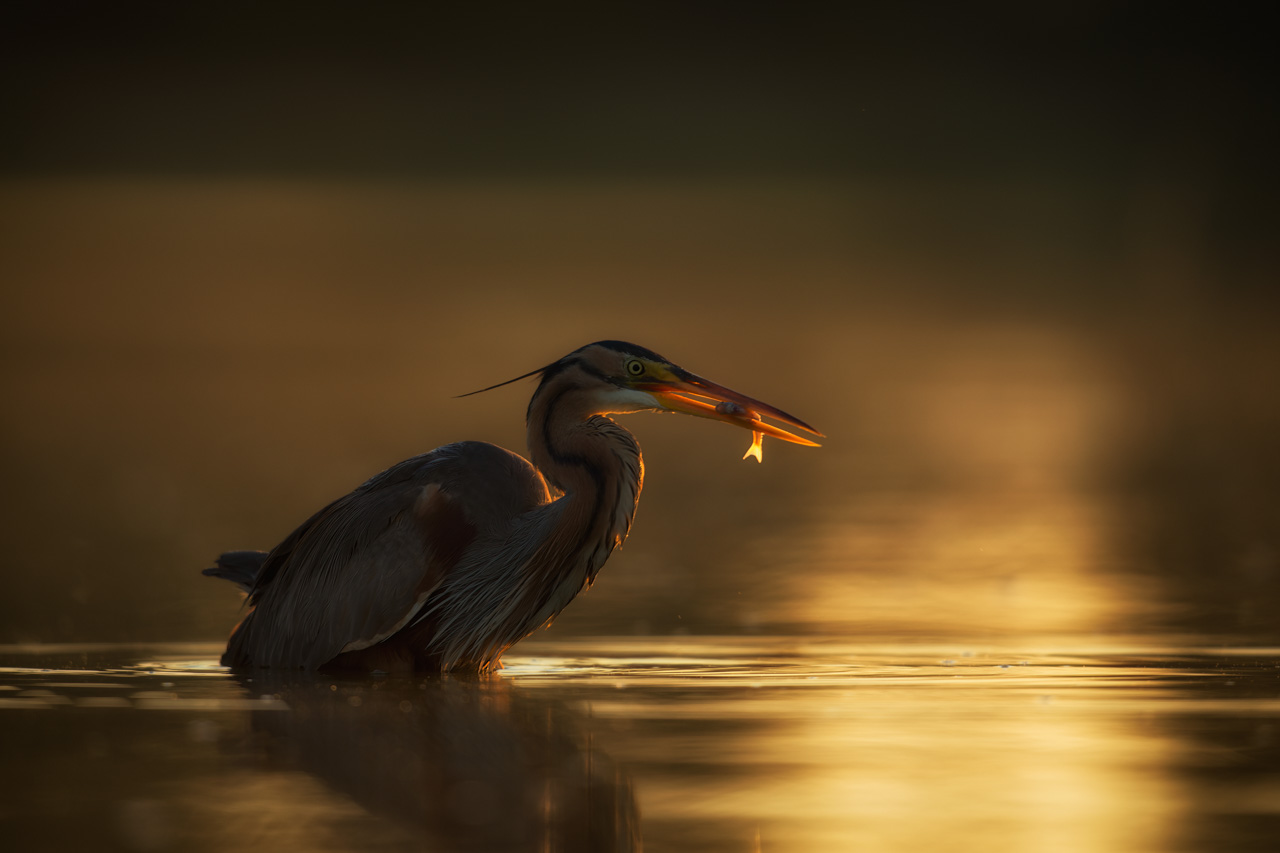 Purple heron in a pond in the mist in Dombes in France. Photo by Amar Guillen, photographer.