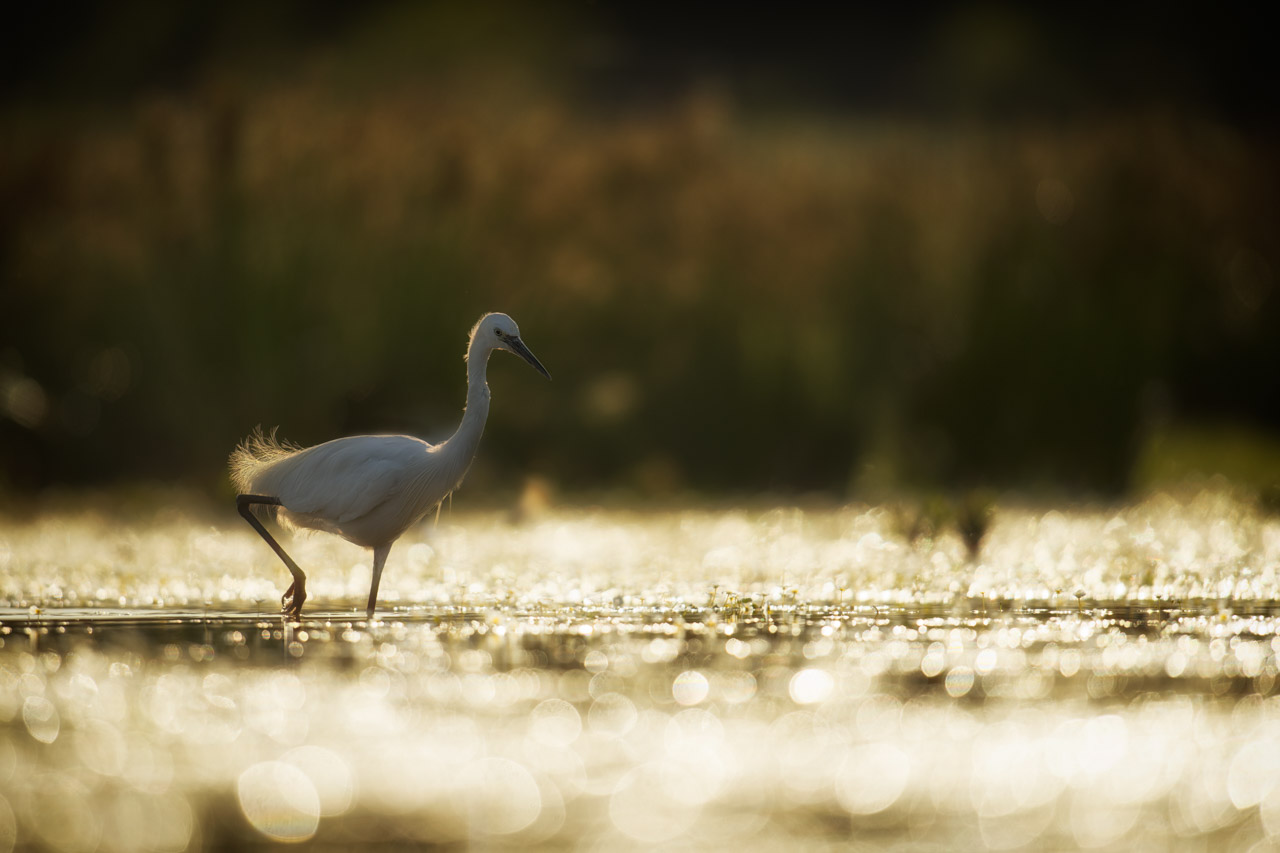 Little egret in a pond in Dombes in France. Photo by Amar Guillen, photographer.