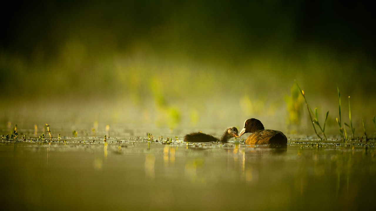 Eurasian coot feeding in a pond in Dombes in France. Photo by Amar Guillen, photographer.