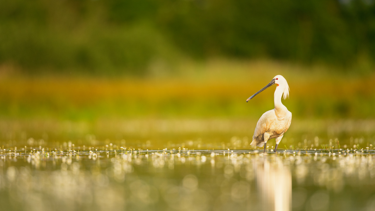 Eurasian spoonbill in a pond in Dombes in France. Photo by Amar Guillen, photographer.