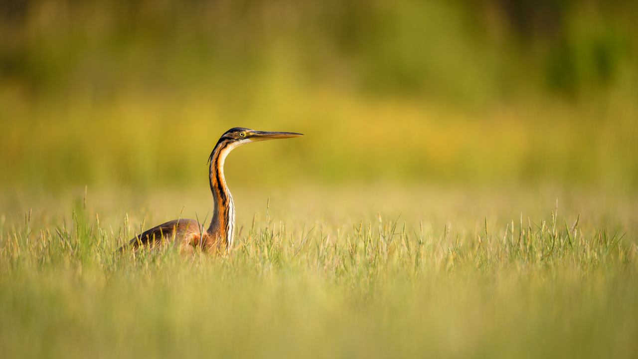 Purple heron in a pond in Dombes in France. Photo by Amar Guillen, photographer.