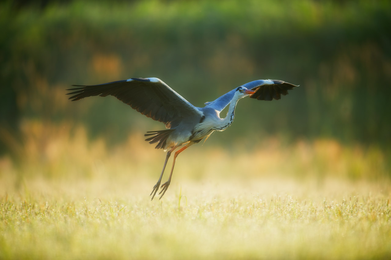 Grey heron flying over a pond in Dombes in France. Photo by Amar Guillen, photographer.