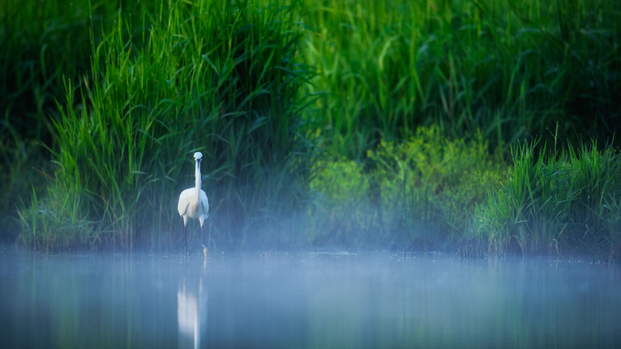 Little egret in a pond in the mist in Dombes in France. Photo by Amar Guillen, photographer.