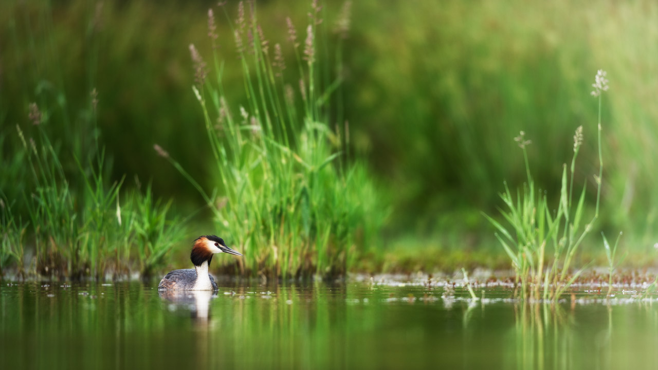 Great crested grebe heron in a pond in Dombes in France. Photo by Amar Guillen, photographer.