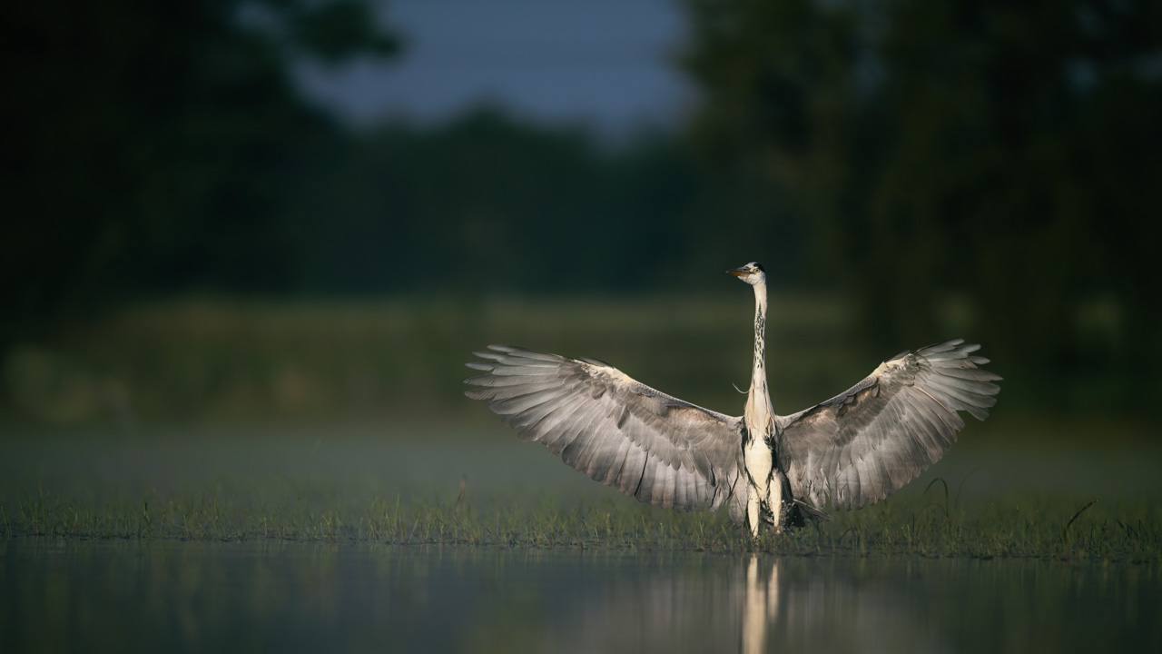 Grey heron in a pond in Dombes in France. Photo by Amar Guillen, photographer.