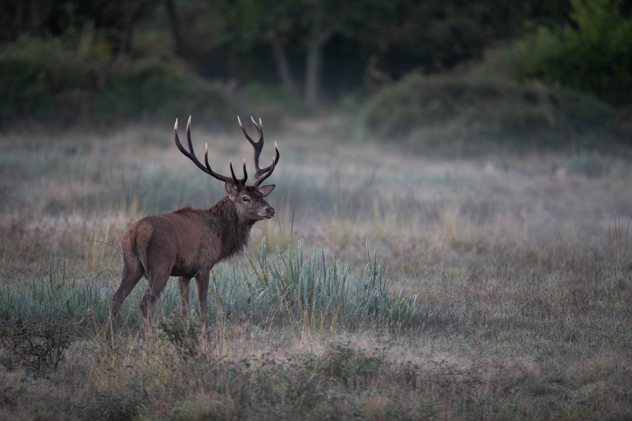 Raw photo a red deer stage during the rut of the deer. Photo taken in Charente-Maritime in France.