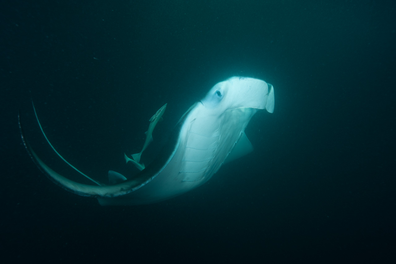 Raw photo of a manta ray taken in Maldives during a night dive.