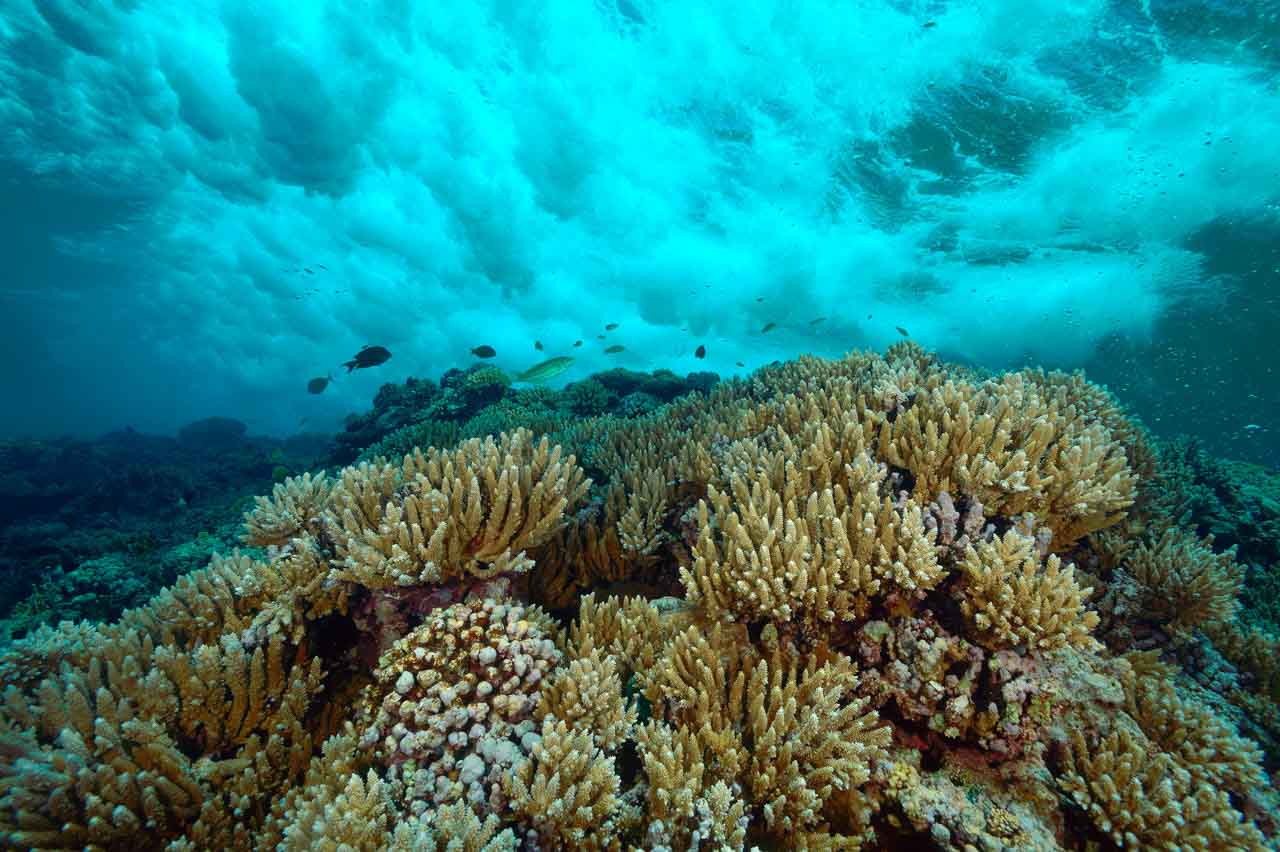 Exemple d'une photo sous-marine réalisée en mer rouge au large de l'Egypte. Photo en couleur par Amar Guillen.