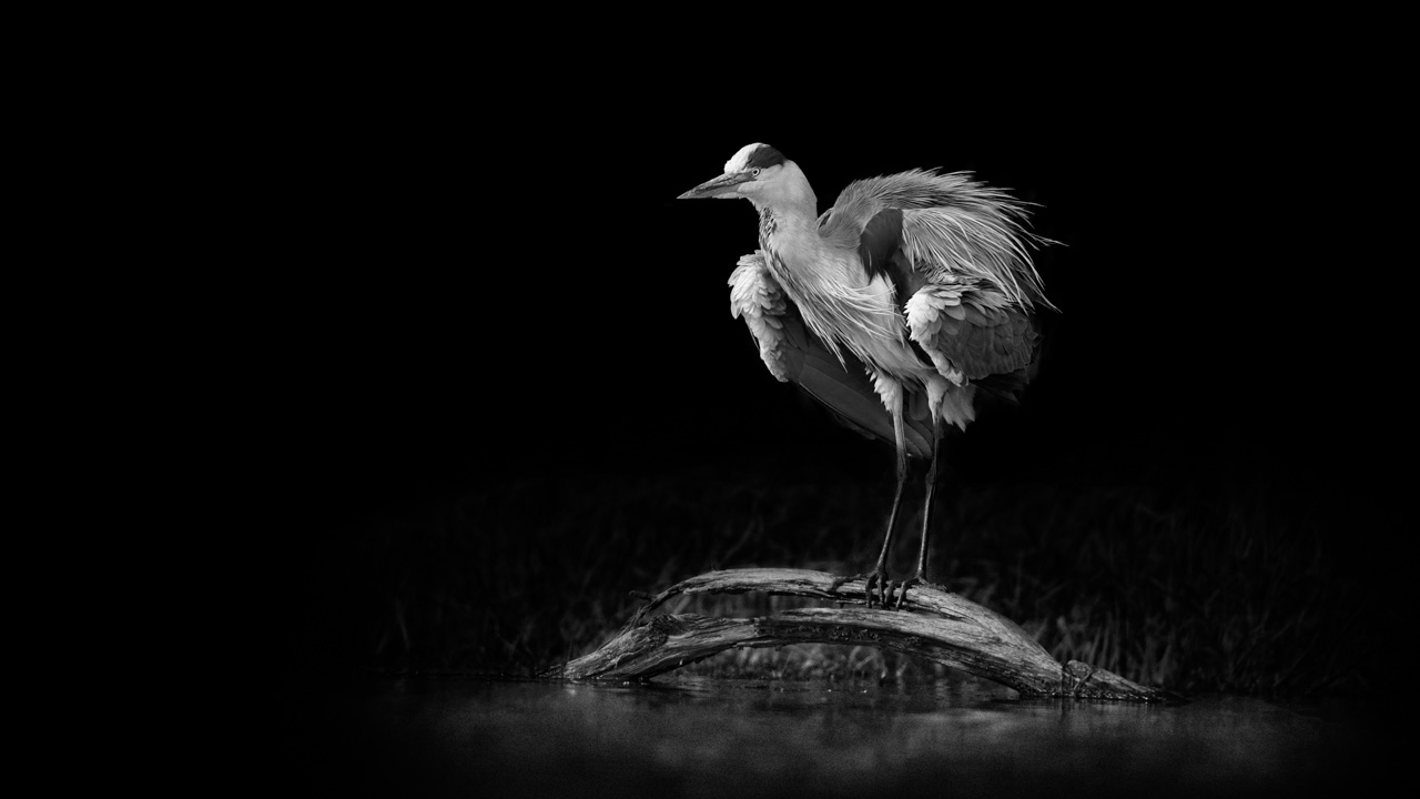 An example of photographic signature. A grey heron snorting on a branch in a pond of La Dombes. Photo in black and white by Amar Guillen.