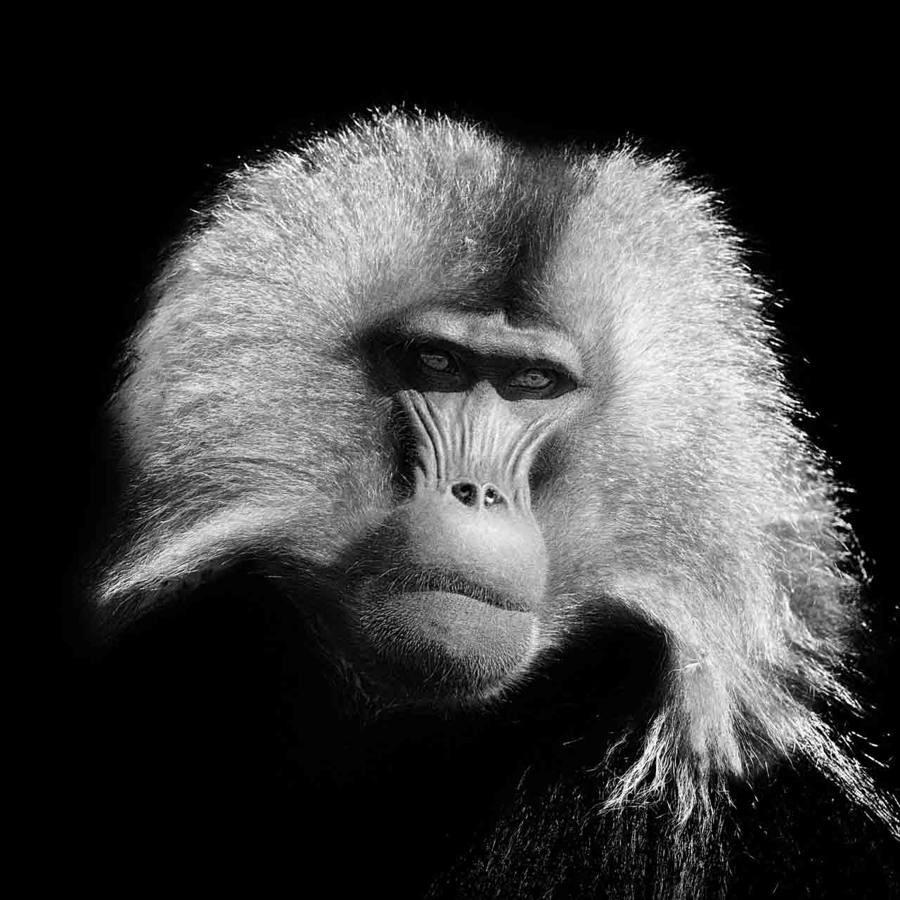 A gelada male photographed in Ethiopia with my 'Back to Black' style. Photo in black and white by Amar Guillen.