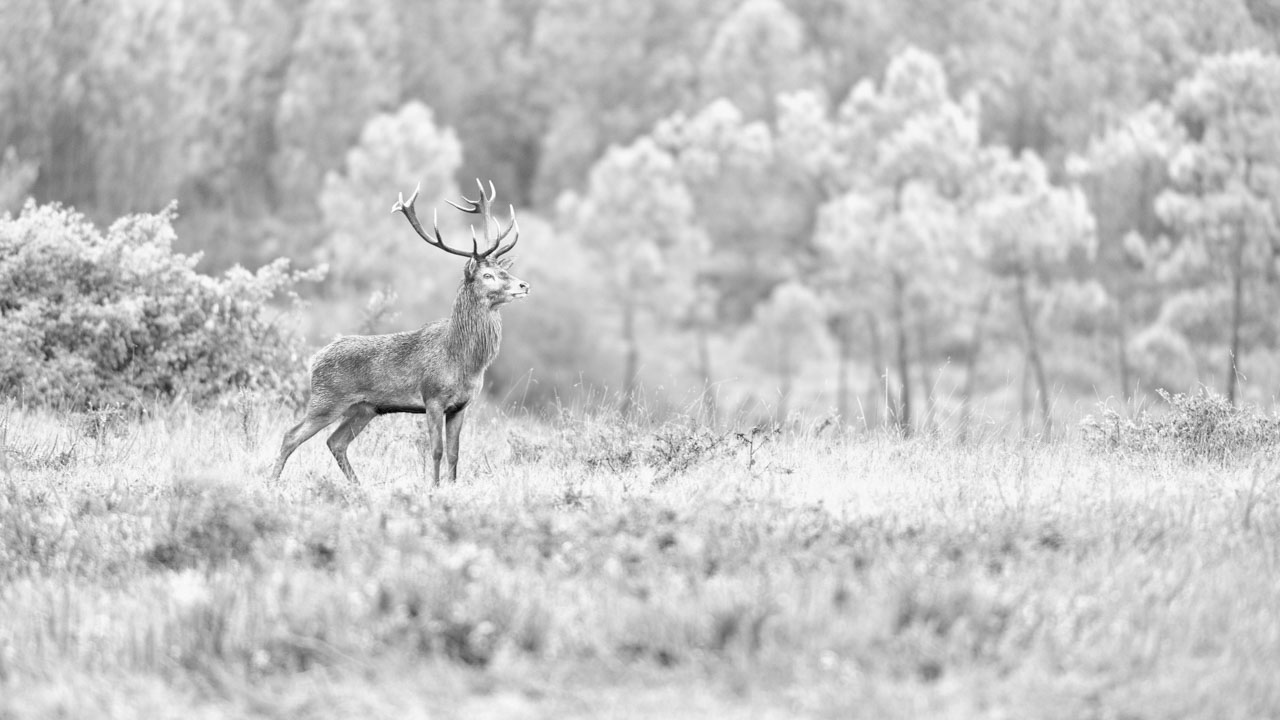 An example of high-key black and white photo.