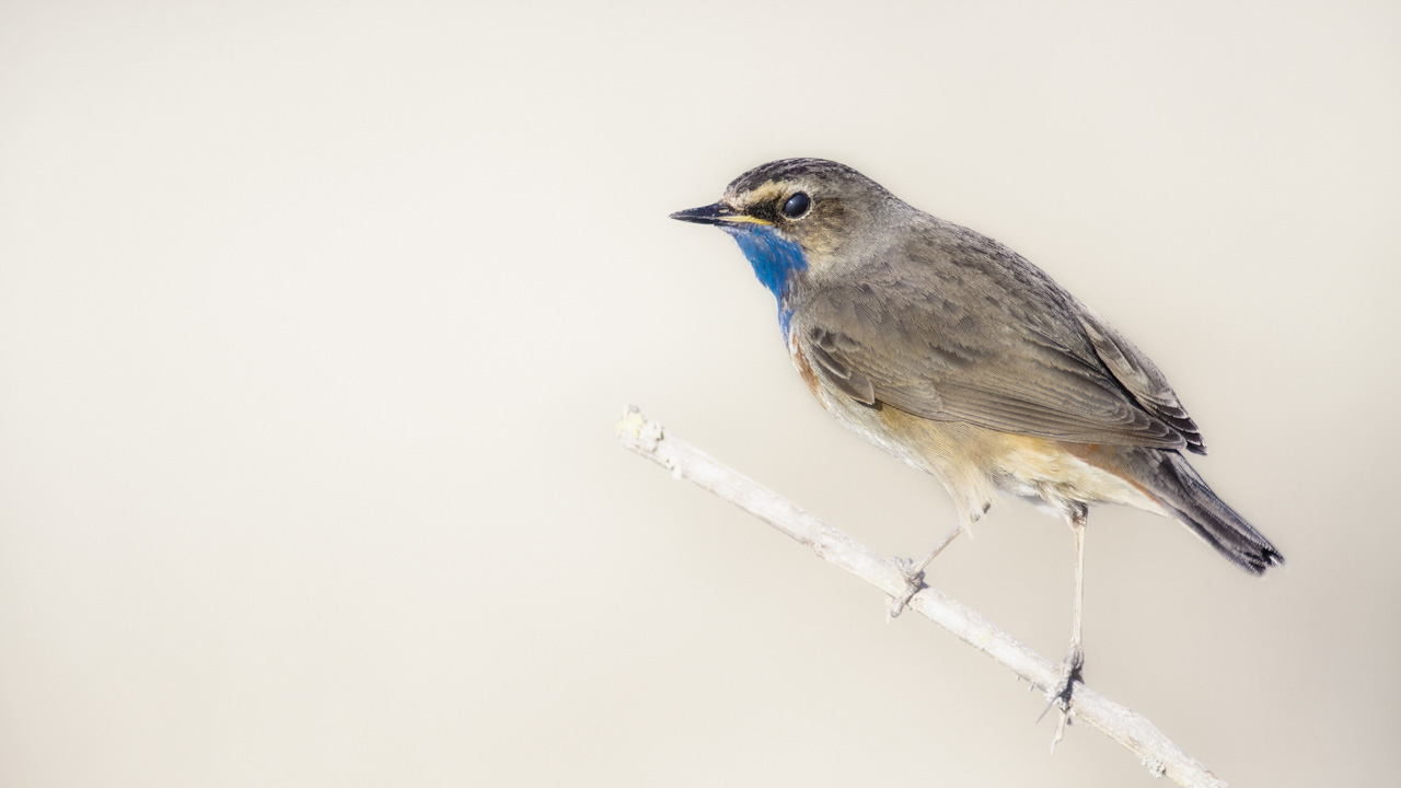 An example of isolation photo: a bluethroat bird on its branch. The white background has been done with the bokeh technique.