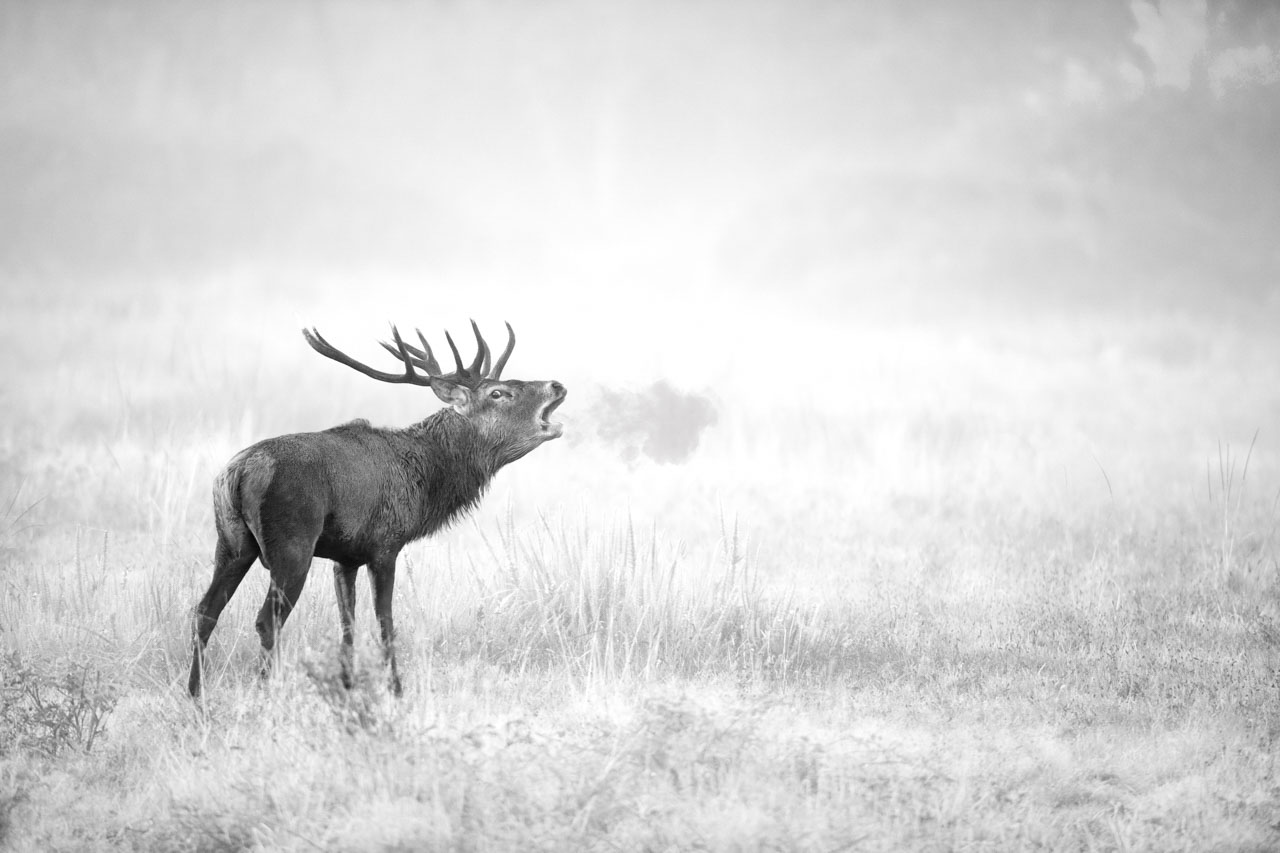Example of an isolation photo: red deer stag during the rut.