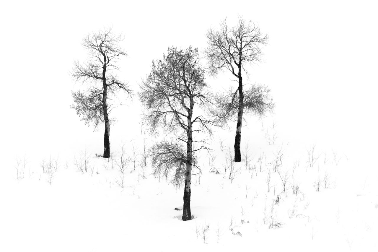 Example of an isolation photo: trees in the snow.