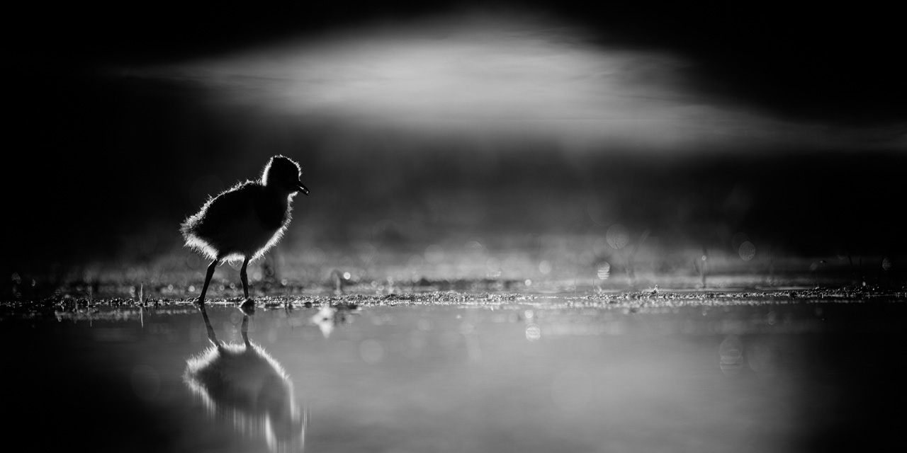 A wildlife photograph of a northen lapwing chick in La Dombes in France. The photograph has been taken in backlight. Photograph in black and white.