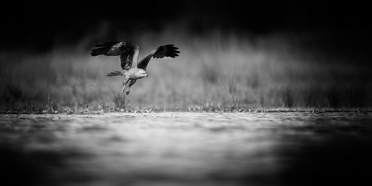 Black kite flying over a pond in La Dombes in France. Photograph by Amar Guillen in black and white.