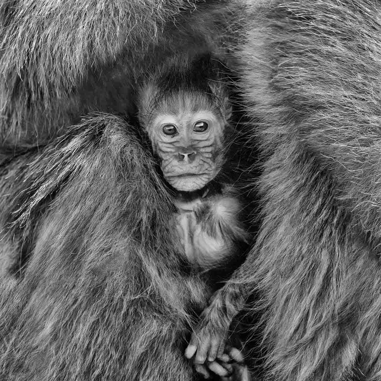 Exemple de l'utilisation des textures dans une photo. Un jeune gélada à l'abri dans la fourrure de sa mère