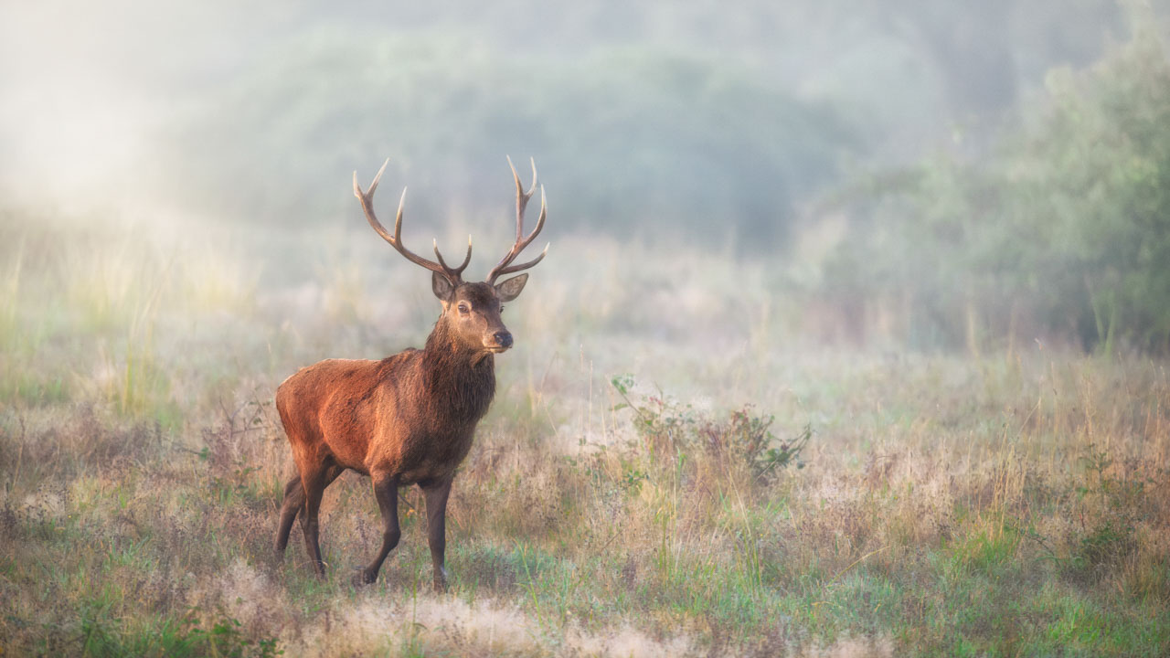 Un cerf rouge dans une prarie durant le brame. Cette photo est harmonieuse. Elle respecte le premier principe de l'art..