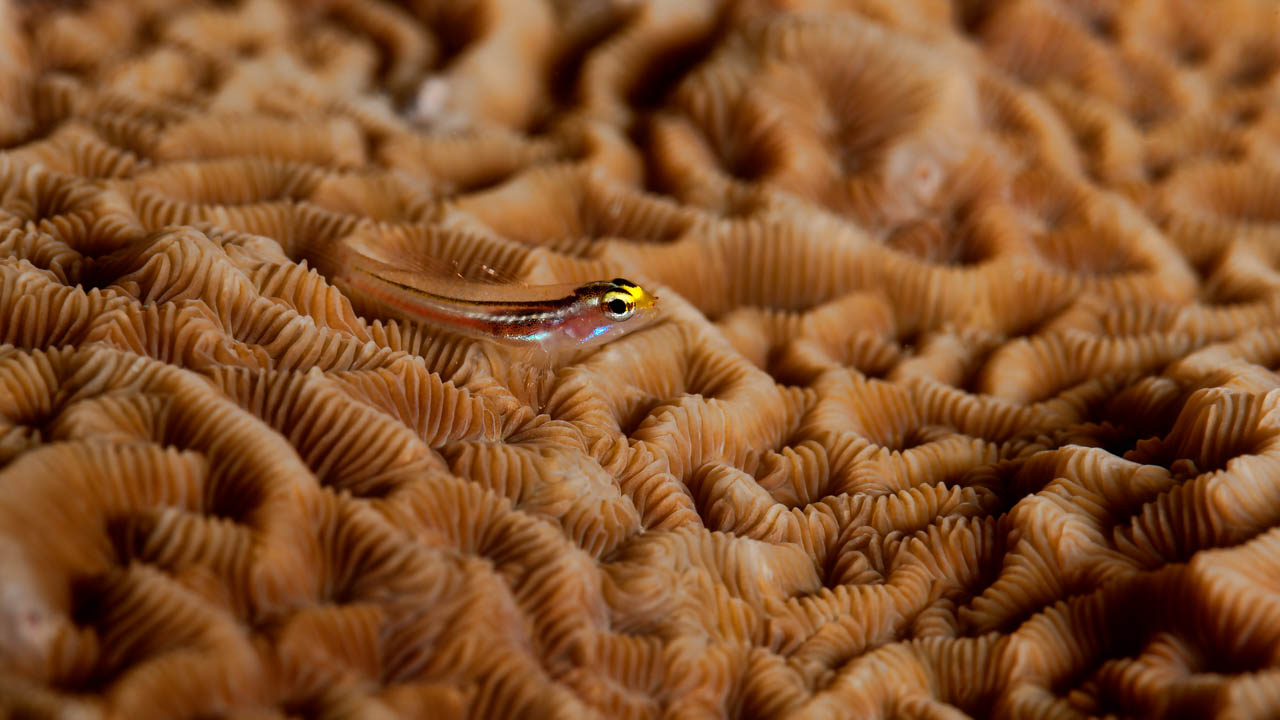 L'espace de cette photo sous-marine est constitué par le corail. Les tons sont cohérents entre eux.