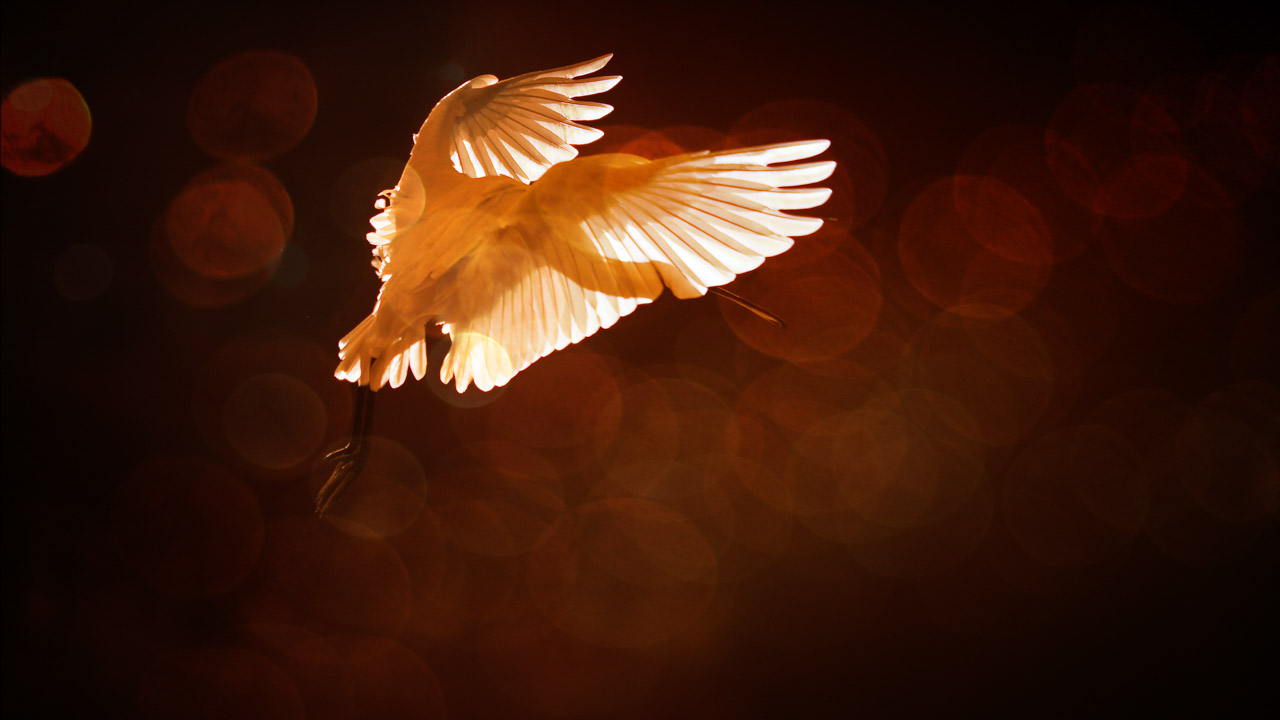 L'espace négatif autour de cette spatule blanche photographiée en Dombes en contre-jour est constituée par les reflets de lumière en sparkling bokeh.