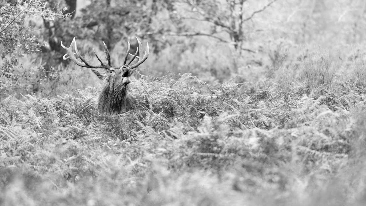 Red deer stag bellowing in a field of ferns in Charente-Maritime. A momentum among many others during this particularly unique period.